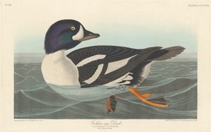 Pato de ojo dorado, 1836 de John James Audubon